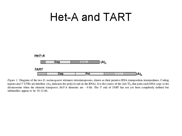 Het-A and TART 