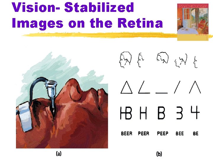 Vision- Stabilized Images on the Retina Vision- Stabilized Images on the Retina