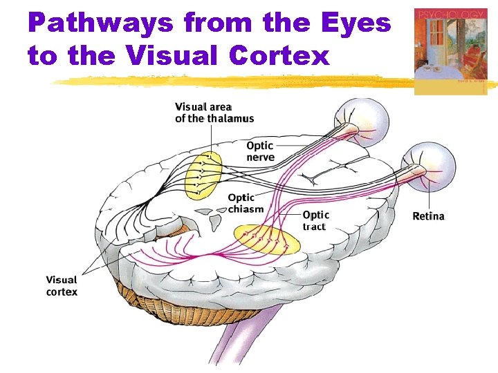 Pathways from the Eyes to the Visual Cortex Pathways from the Eyes to the Visual Cortex