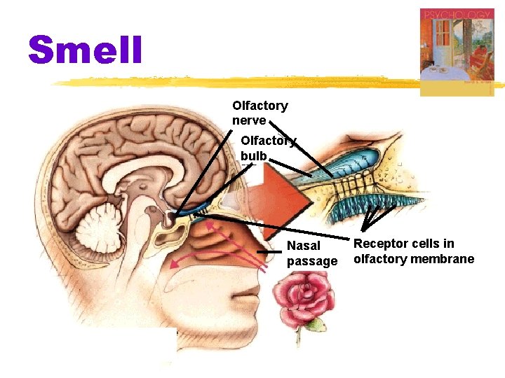 Smell Olfactory nerve Olfactory bulb Nasal passage Receptor cells in olfactory membrane Smell Olfactory nerve Olfactory bulb Nasal passage Receptor cells in olfactory membrane