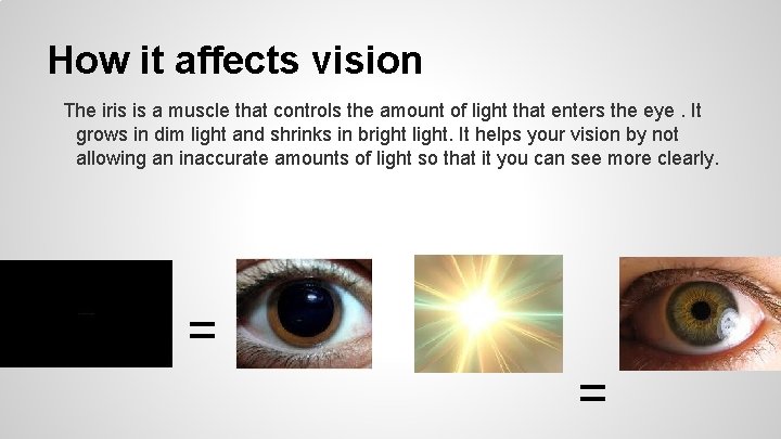 How it affects vision The iris is a muscle that controls the amount of