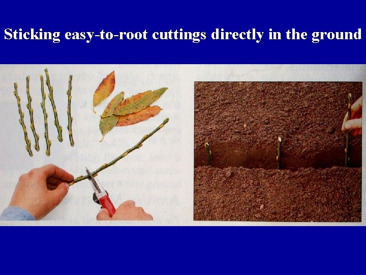 Sticking easy-to-root cuttings directly in the ground 