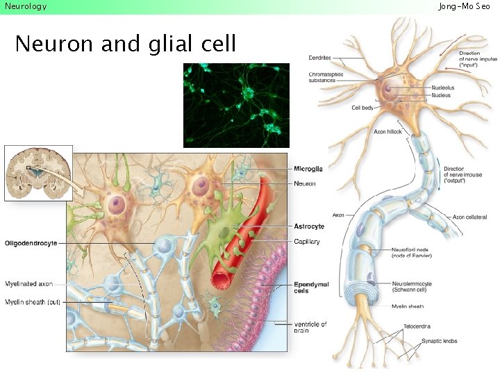 Neurology Neuron and glial cell Jong-Mo Seo 