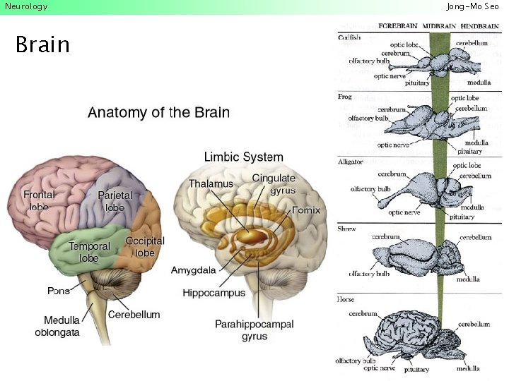 Neurology Brain Jong-Mo Seo 