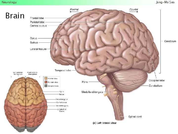 Neurology Brain Jong-Mo Seo 