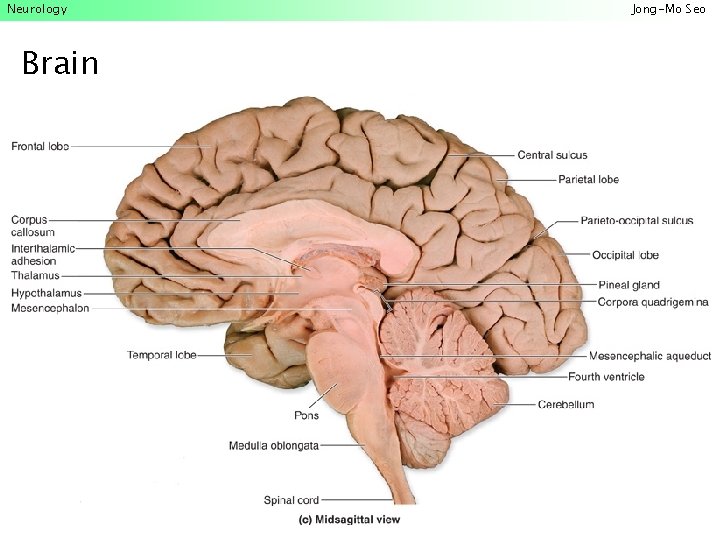 Neurology Brain Jong-Mo Seo 