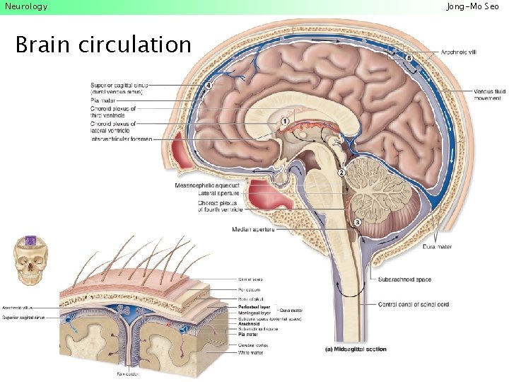 Neurology Brain circulation Jong-Mo Seo 