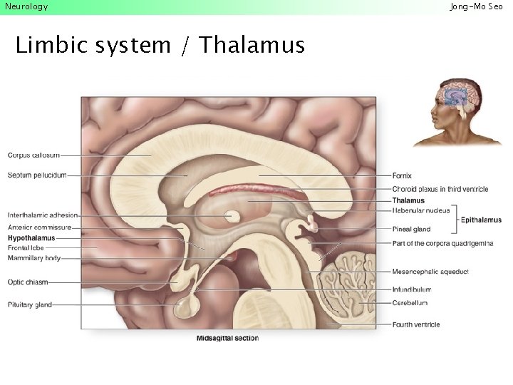 Neurology Limbic system / Thalamus Jong-Mo Seo 