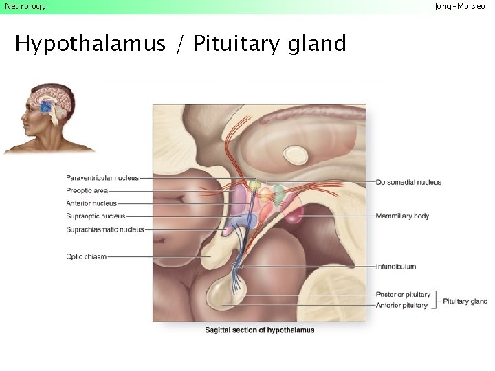 Neurology Hypothalamus / Pituitary gland Jong-Mo Seo 