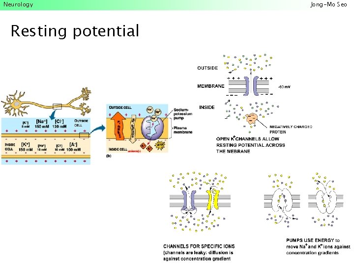 Neurology Resting potential Jong-Mo Seo 