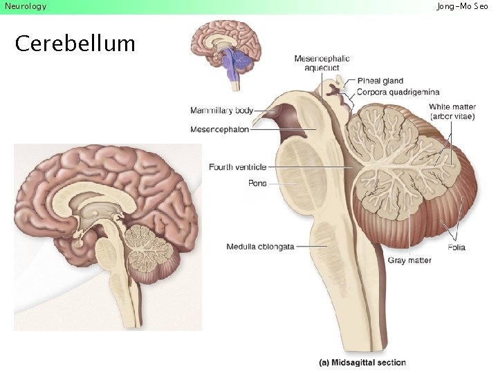 Neurology Cerebellum Jong-Mo Seo 