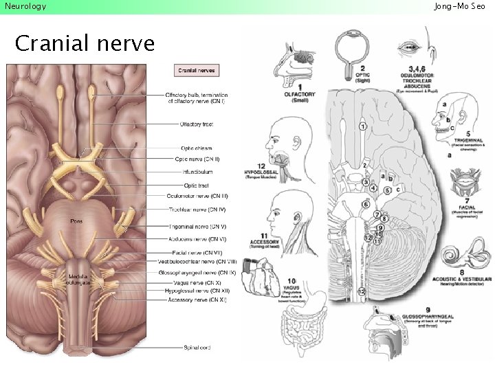 Neurology Cranial nerve Jong-Mo Seo 