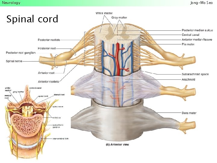 Neurology Spinal cord Jong-Mo Seo 