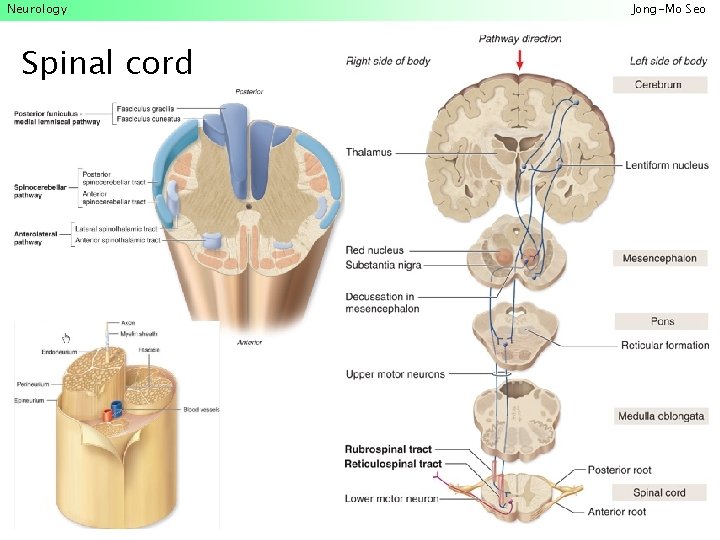 Neurology Spinal cord Jong-Mo Seo 