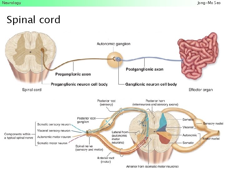 Neurology Spinal cord Jong-Mo Seo 