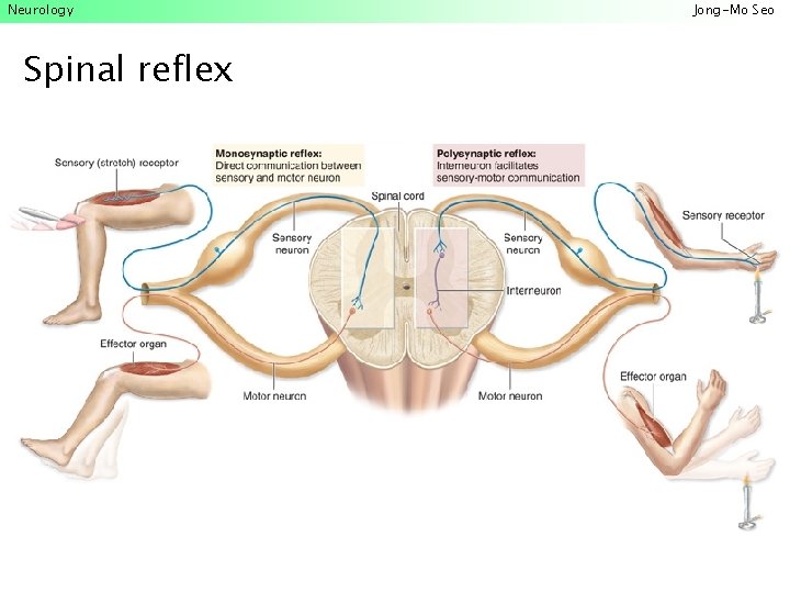 Neurology Spinal reflex Jong-Mo Seo 