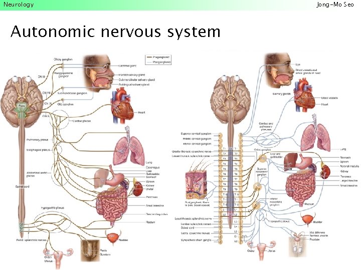 Neurology Autonomic nervous system Jong-Mo Seo 