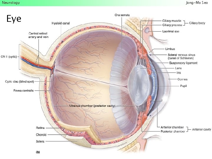 Neurology Eye Jong-Mo Seo 