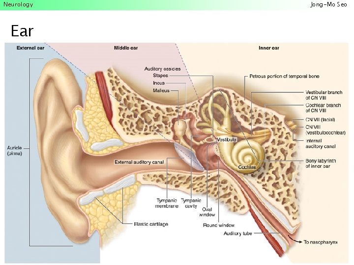 Neurology Ear Jong-Mo Seo 