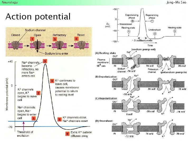 Neurology Action potential Jong-Mo Seo 