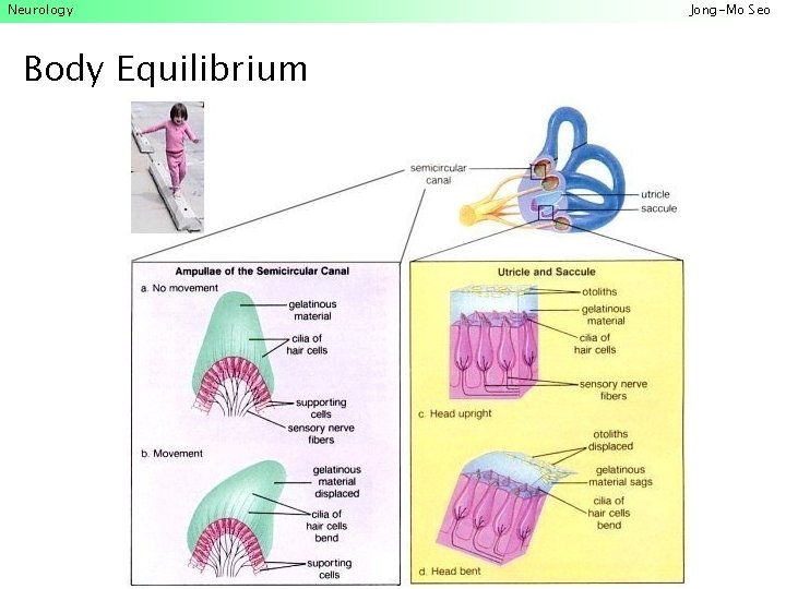 Neurology Body Equilibrium Jong-Mo Seo 