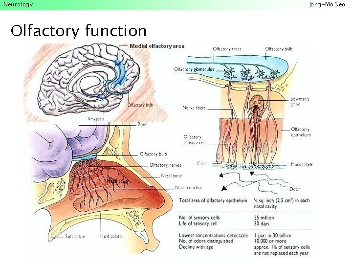 Neurology Olfactory function Jong-Mo Seo 