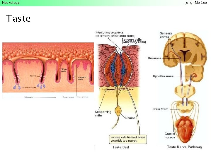 Neurology Taste Jong-Mo Seo 