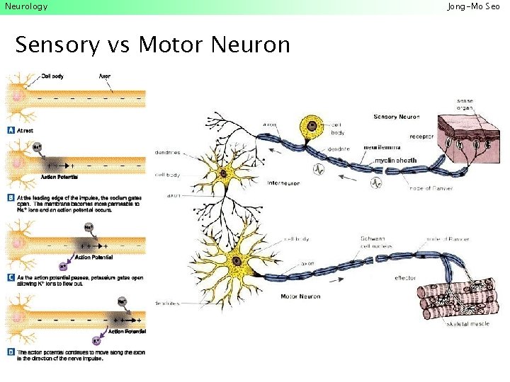 Neurology Sensory vs Motor Neuron Jong-Mo Seo 