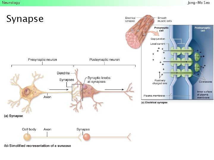 Neurology Synapse Jong-Mo Seo 
