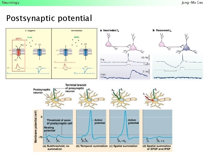 Neurology Postsynaptic potential Jong-Mo Seo 