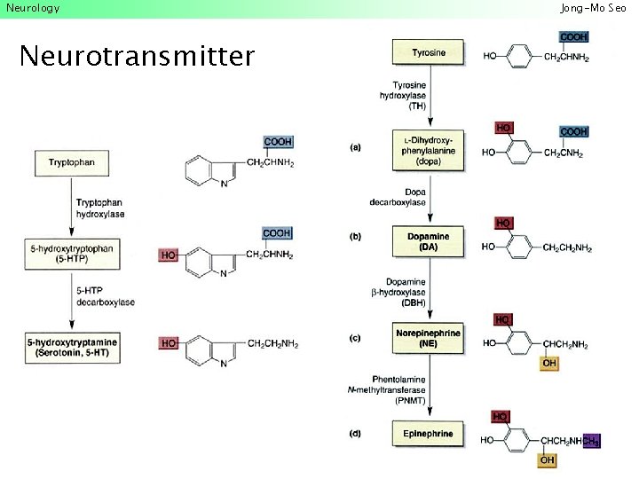 Neurology Neurotransmitter Jong-Mo Seo 