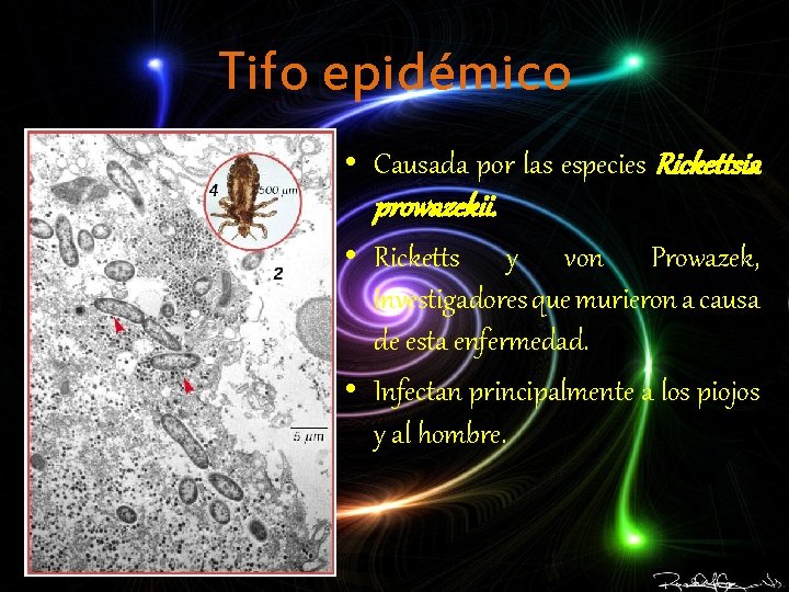 Tifo epidémico • Causada por las especies Rickettsia prowazekii. • Ricketts y von Prowazek,