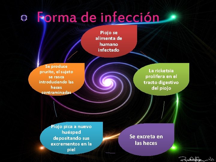 Forma de infección Piojo se alimenta de humano infectado Se produce prurito, el sujeto