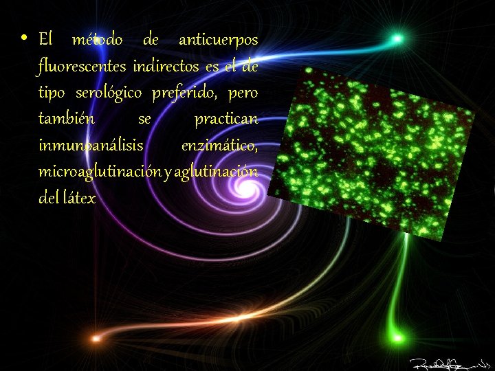  • El método de anticuerpos fluorescentes indirectos es el de tipo serológico preferido,