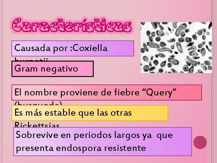 Características Causada por : Coxiella burnetii Gram negativo El nombre proviene de fiebre “Query”