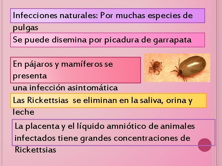 Infecciones naturales: Por muchas especies de pulgas Se puede disemina por picadura de garrapata