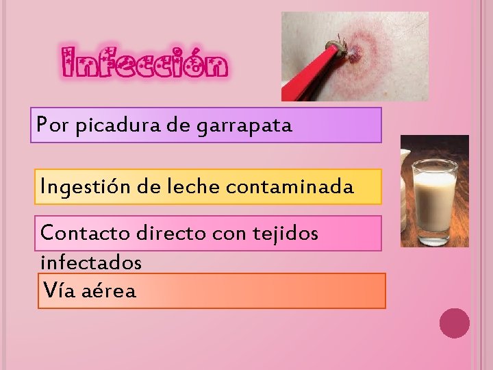 Infección Por picadura de garrapata Ingestión de leche contaminada Contacto directo con tejidos infectados