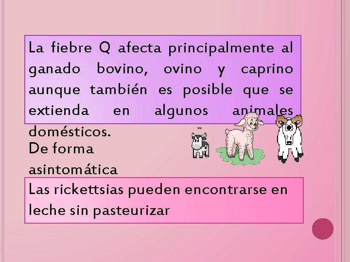 La fiebre Q afecta principalmente al ganado bovino, ovino y caprino aunque también es