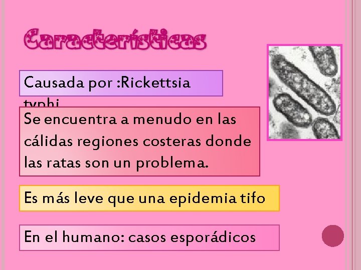 Causada por : Rickettsia typhi Se encuentra a menudo en las cálidas regiones costeras