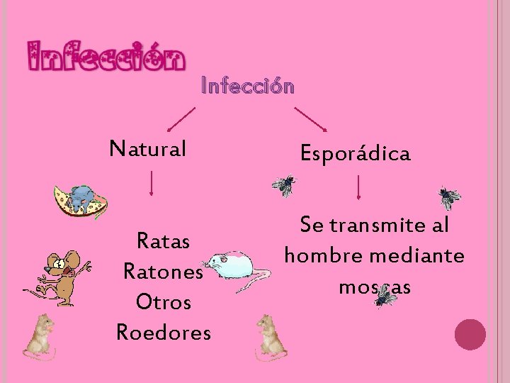 Infección Natural Ratas Ratones Otros Roedores Esporádica Se transmite al hombre mediante moscas 