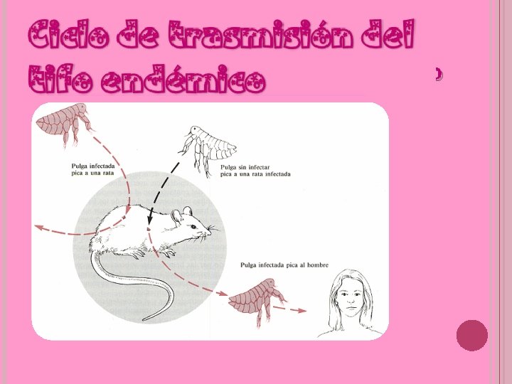 Ciclo de trasmisión del tifo endémico 