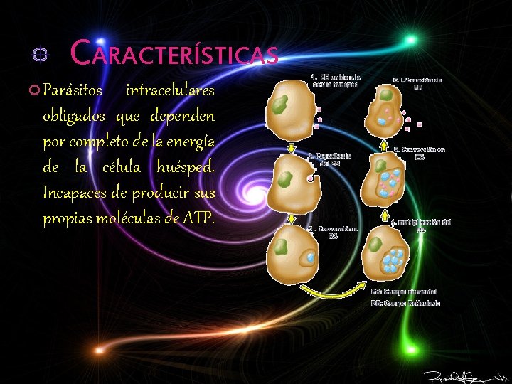 CARACTERÍSTICAS Parásitos intracelulares obligados que dependen por completo de la energía de la célula
