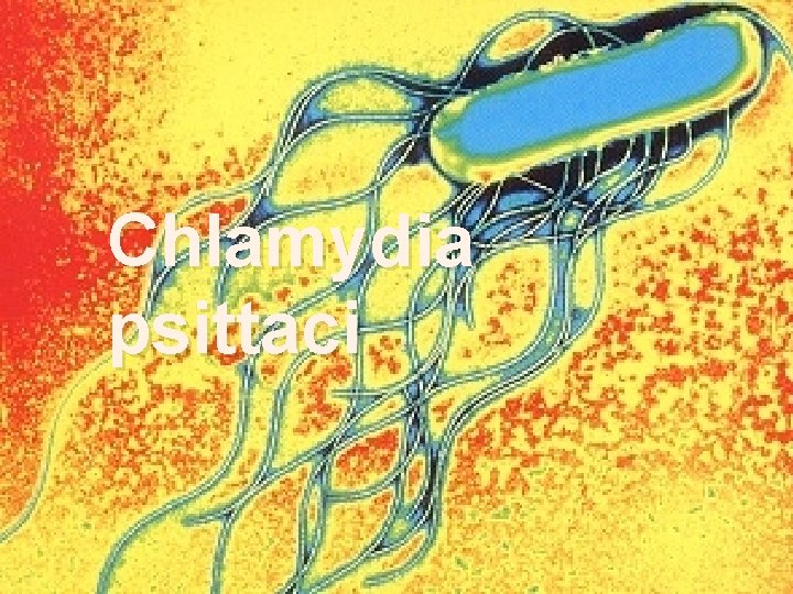 Chlamydia psittaci 