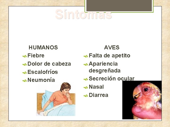 Síntomas HUMANOS Fiebre Dolor de cabeza Escalofríos Neumonía AVES Falta de apetito Apariencia desgreñada