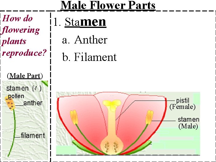 How do flowering plants reproduce? Male Flower Parts 1. Stamen a. Anther b. Filament