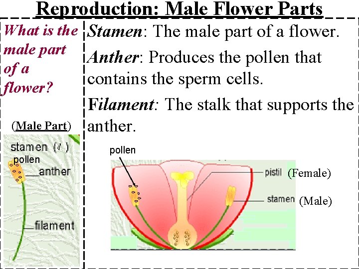 Reproduction: Male Flower Parts What is the Stamen: The male part of a flower.