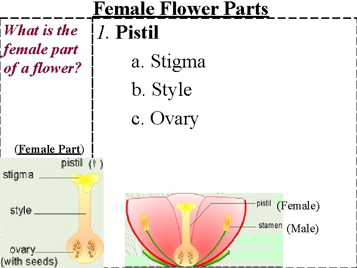 What is the female part of a flower? Female Flower Parts 1. Pistil a.