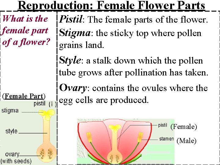 Reproduction: Female Flower Parts What is the Pistil: The female parts of the flower.