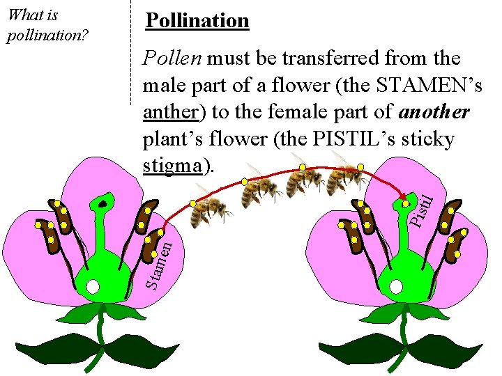 Pollination en Pis til Pollen must be transferred from the male part of a
