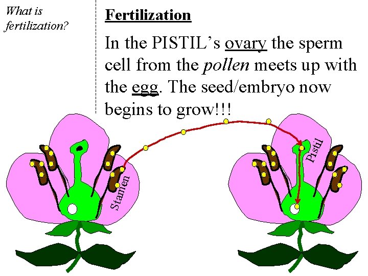 Fertilization en Pis til In the PISTIL’s ovary the sperm cell from the pollen